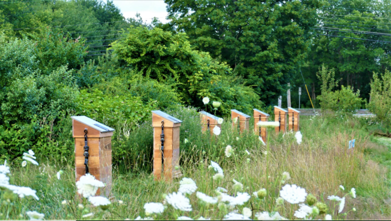 BEEFORTRESS 768x434